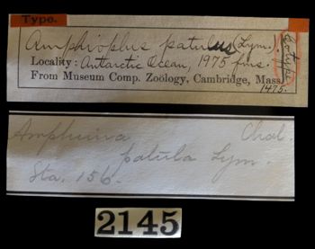 Media type: image;   Invertebrate Zoology OPH-1475 Description: Original handwritten specimen labels;  Aspect: labels